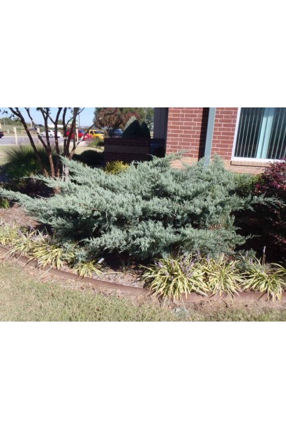 Ялівець віргінський Грей Оул 